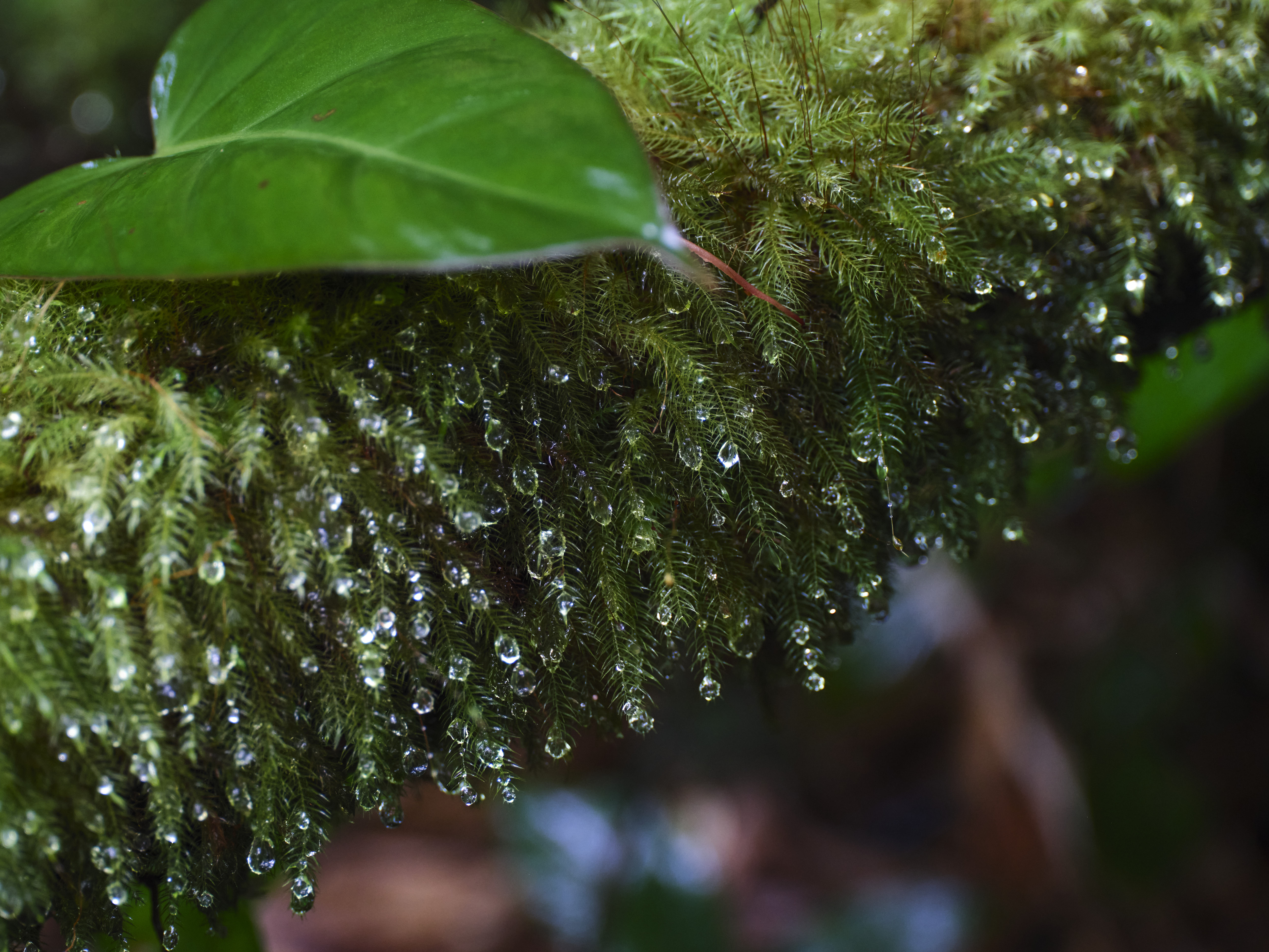 Hamakua Coast, Hawaii