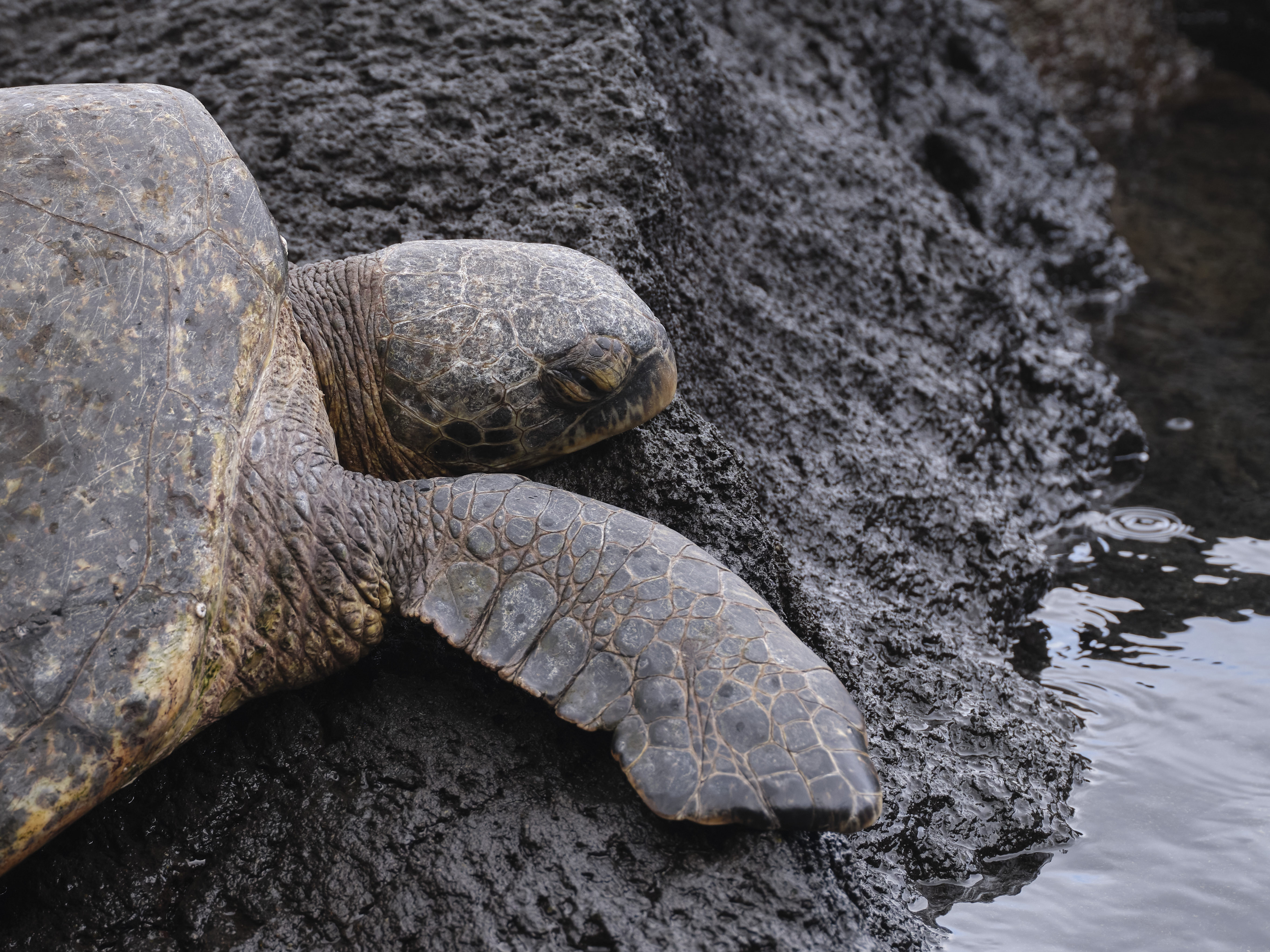 Carlsmith Beach, Hilo, Hawaii
